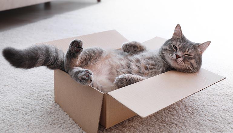 cat